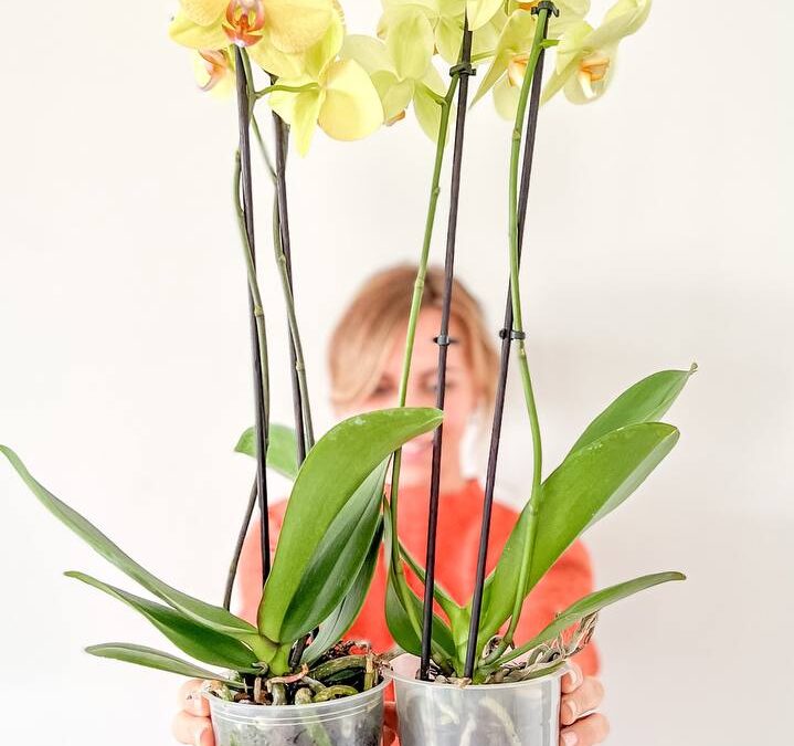 ¿Cómo y cuándo regar una orquídea?